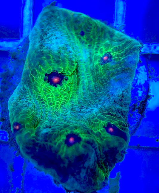 Pink Eye Mycedium Chalice PEM052904 WYSIWYG