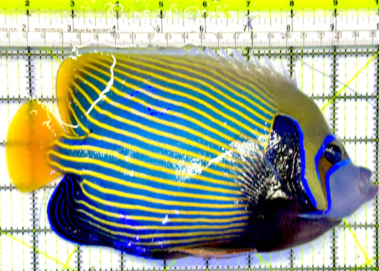 Emperor Angelfish (Oman Special Grade Red Sea) OSG042534 WYSIWYG Size: XXL 8"