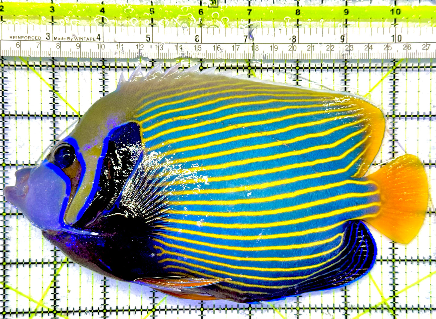 Emperor Angelfish (Oman Special Grade Red Sea) OSG042534 WYSIWYG Size: XXL 8"