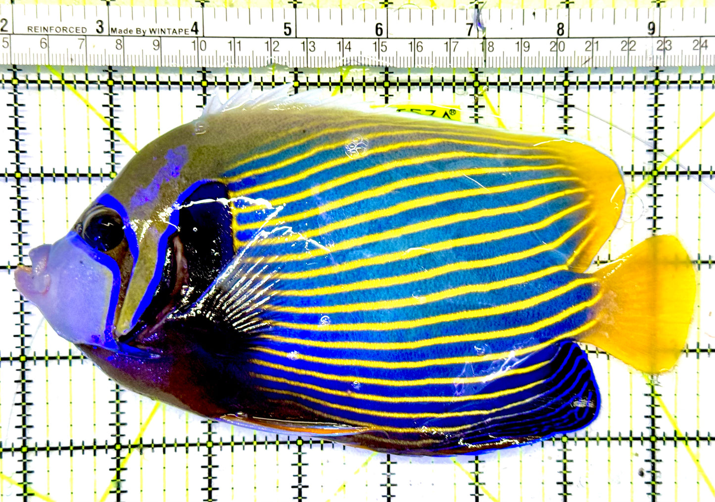 Emperor Angelfish (Oman Special Grade Red Sea) OSG042536 WYSIWYG Size: XXL 7” to 8"