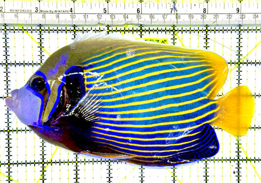 Emperor Angelfish (Oman Special Grade Red Sea) OSG042536 WYSIWYG Size: XXL 7” to 8"