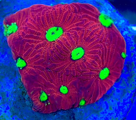 VA Ultra Red/Green Eye Chalice URGEC052902 WYSIWYG