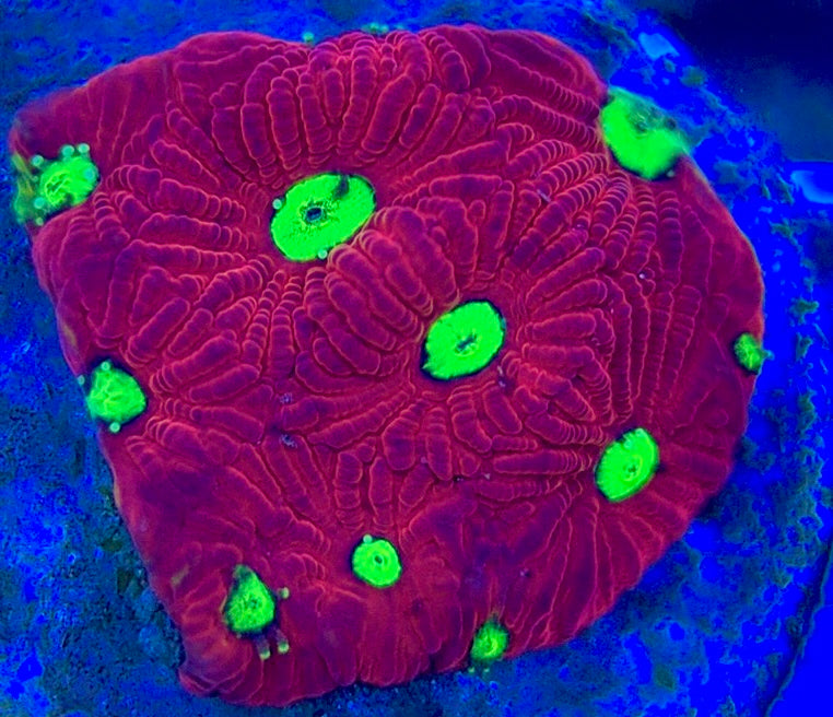 VA Ultra Red/Green Eye Chalice URGEC052902 WYSIWYG