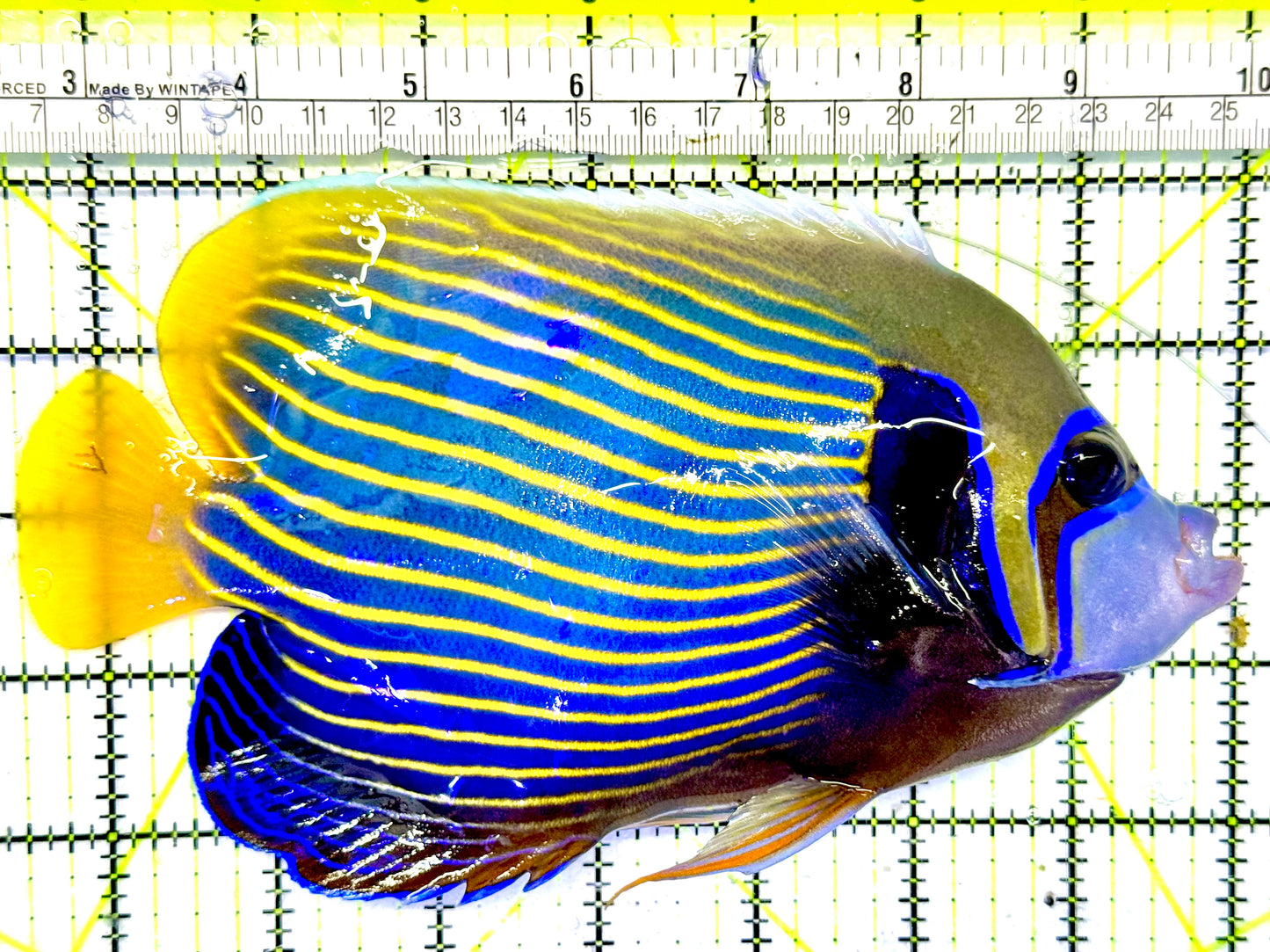 Emperor Angelfish (Oman Special Grade Red Sea) OSG042536 WYSIWYG Size: XXL 7” to 8"