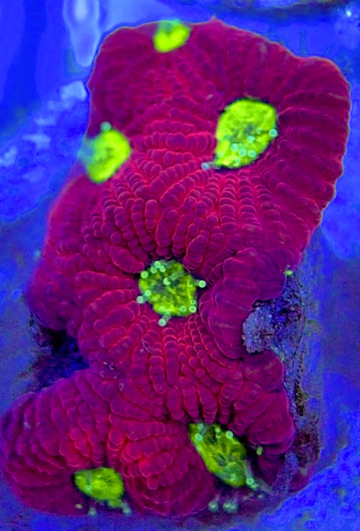 VA Ultra Red/Green Eye Chalice URGEC052903 WYSIWYG