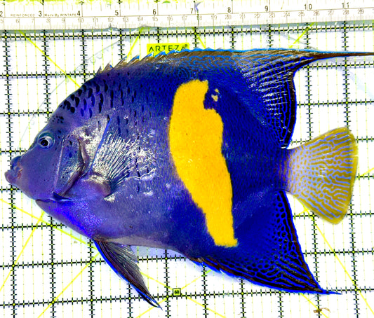 Maculosus Halfmoon Angelfish (Oman Special Grade Red Sea) OSG042537 WYSIWYG Size: XXXL 9.5"