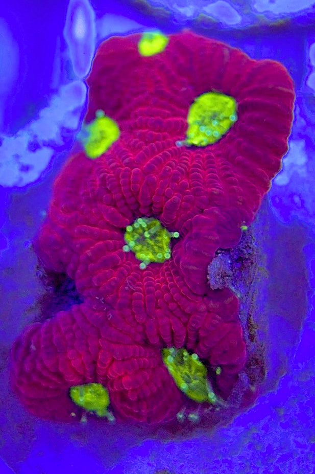 VA Ultra Red/Green Eye Chalice URGEC052903 WYSIWYG