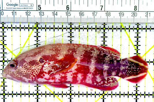 Red V-Tail Grouper RVG030101 WYSIWYG  Size: L 4.25"