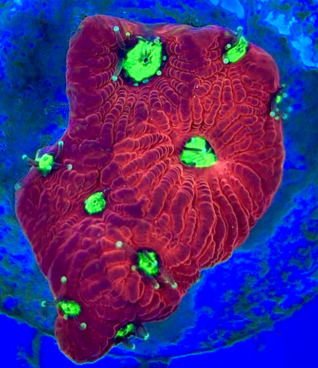 VA Ultra Red/Green Eye Chalice URGEC052904 WYSIWYG