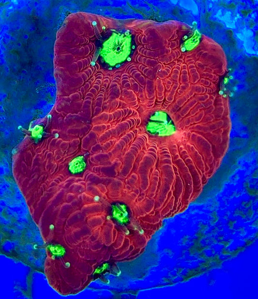 VA Ultra Red/Green Eye Chalice URGEC052904 WYSIWYG