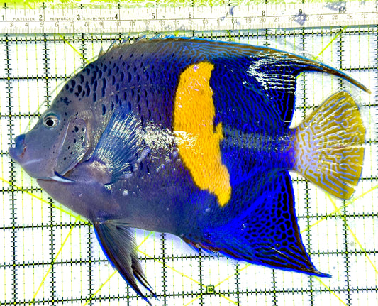Maculosus Halfmoon Angelfish (Oman Special Grade Red Sea) OSG042539 WYSIWYG Size: XXXL 9.5"