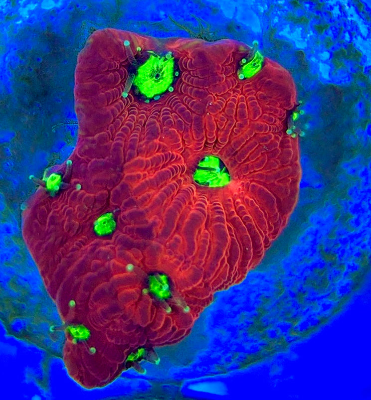 VA Ultra Red/Green Eye Chalice URGEC052904 WYSIWYG