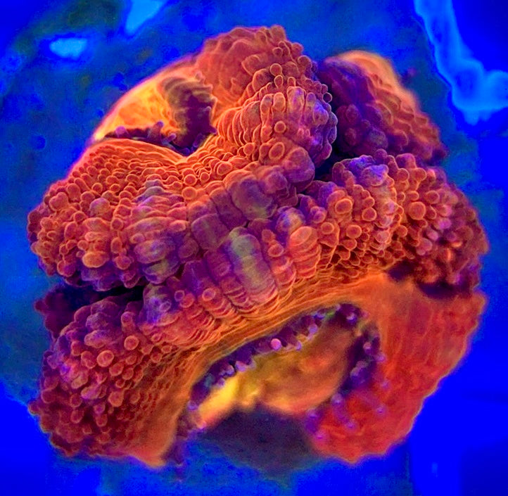Acan Micromussa AM052904 WYSIWYG