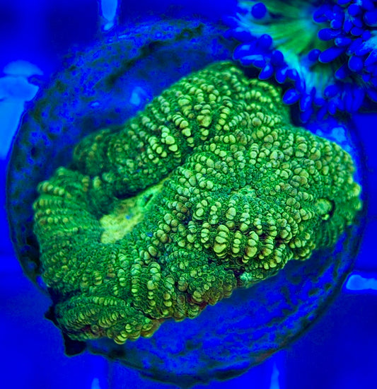 Ultra Neon Favia UNF052901 WYSIWYG