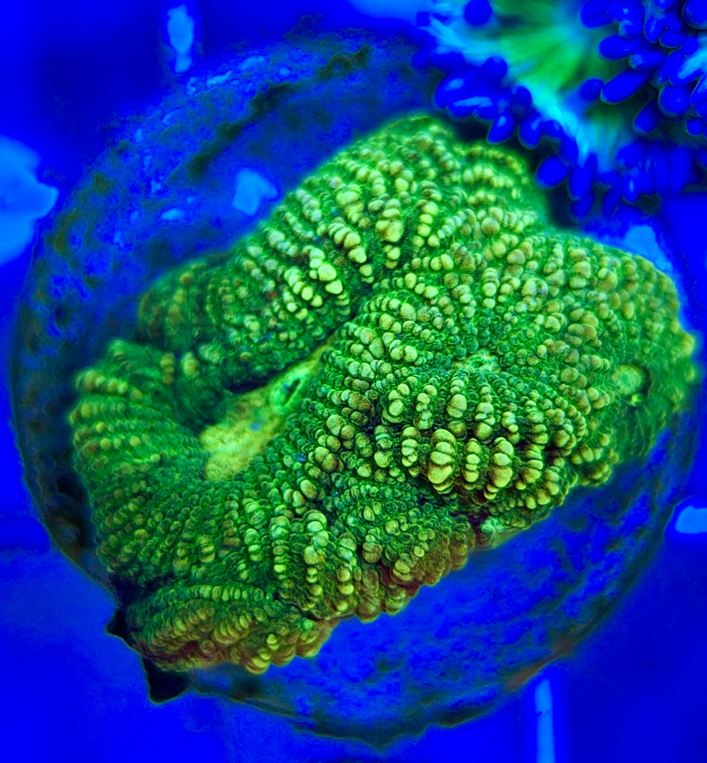 Ultra Neon Favia UNF052901 WYSIWYG