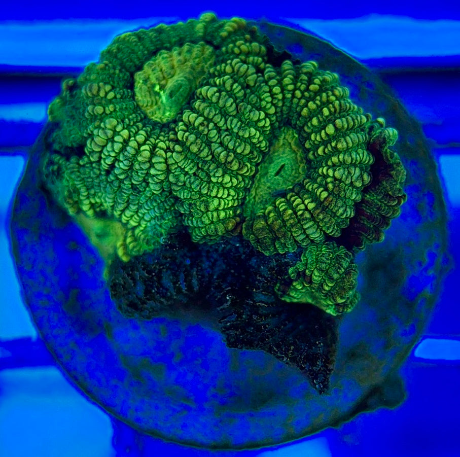 Ultra Neon Favia UNF052902 WYSIWYG