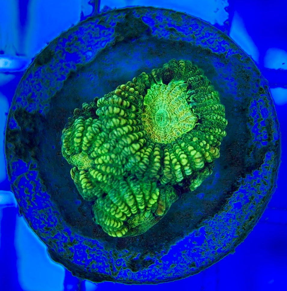Ultra Neon Favia UNF052903 WYSIWYG