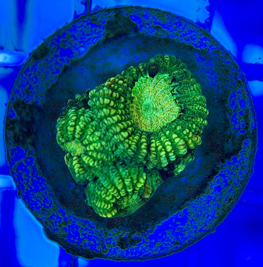 Ultra Neon Favia UNF052903 WYSIWYG