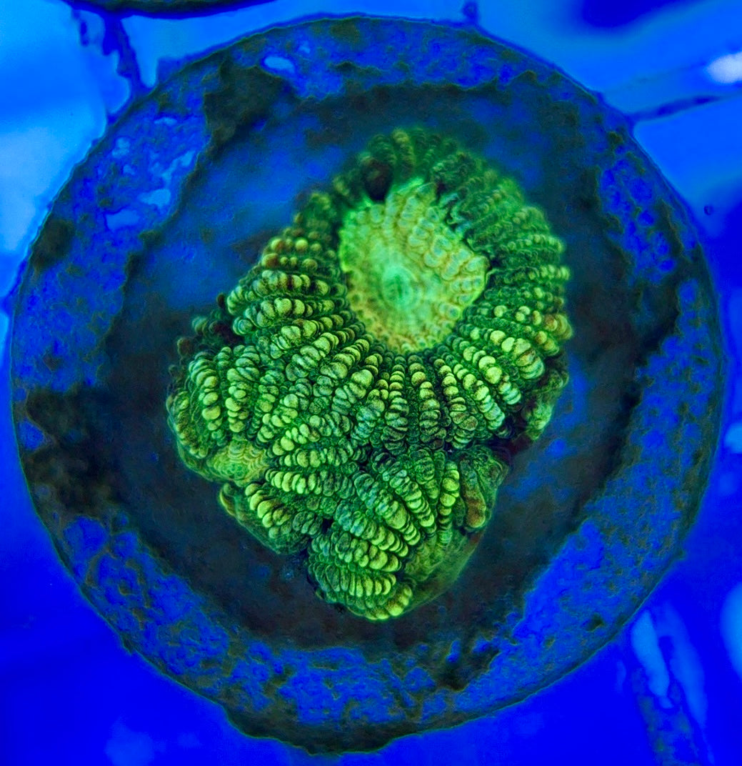 Ultra Neon Favia UNF052903 WYSIWYG