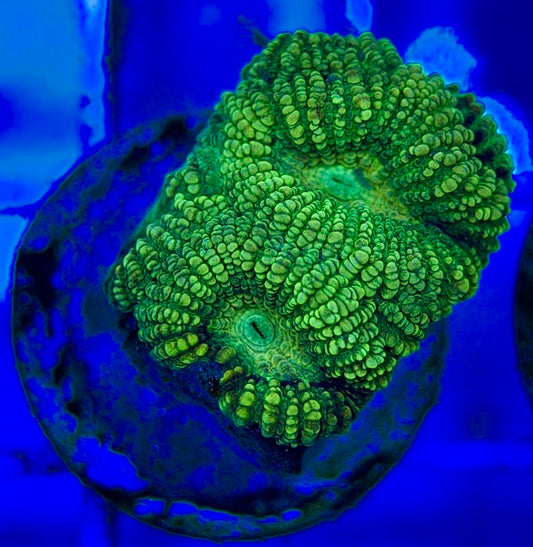 Ultra Neon Favia UNF052904 WYSIWYG