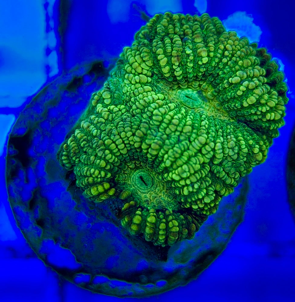 Ultra Neon Favia UNF052904 WYSIWYG