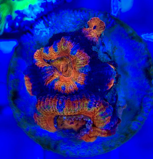 Acan Lordhowensis AL052901 WYSIWYG