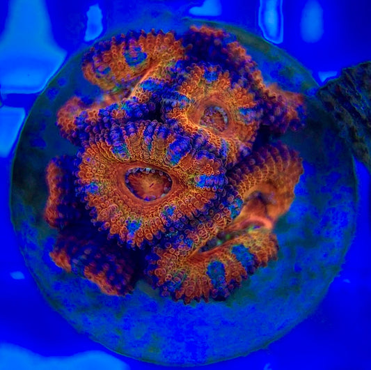 Acan Lordhowensis AL052902 WYSIWYG