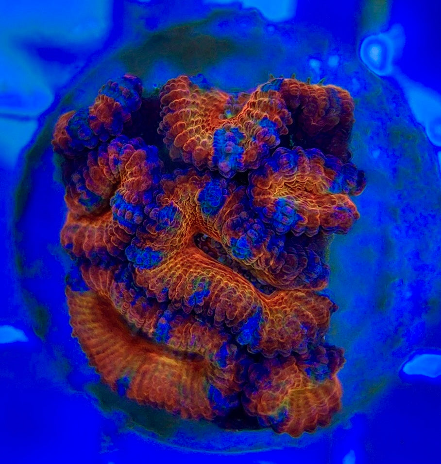 Acan Lordhowensis AL052903 WYSIWYG