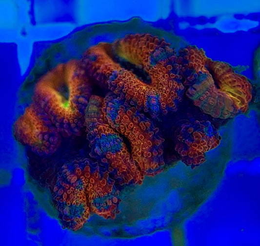 Acan Lordhowensis AL052904 WYSIWYG