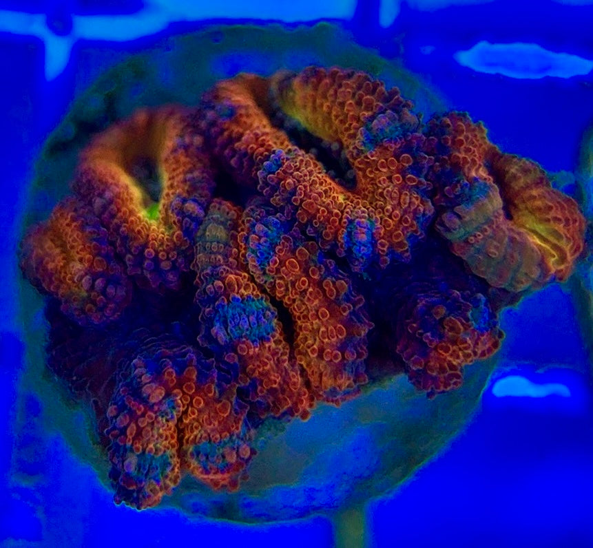 Acan Lordhowensis AL052904 WYSIWYG