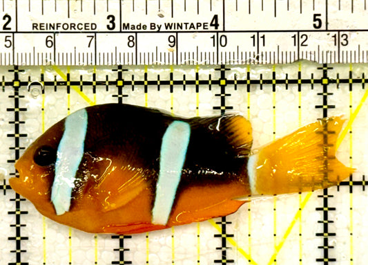 Oman Clarkii Clownfish (Red Sea) OCC042604 WYSIWYG Size: XL 3.25"approx