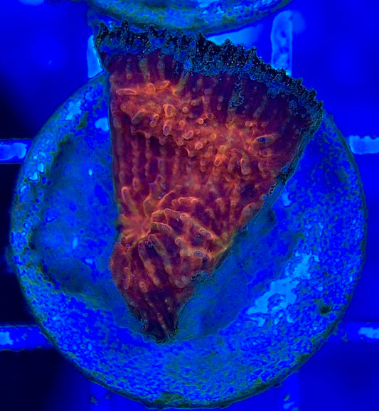 Aussie Ultra Echinata AUE052901 WYSIWYG