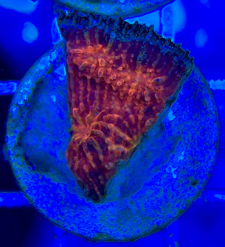 Aussie Ultra Echinata AUE052901 WYSIWYG