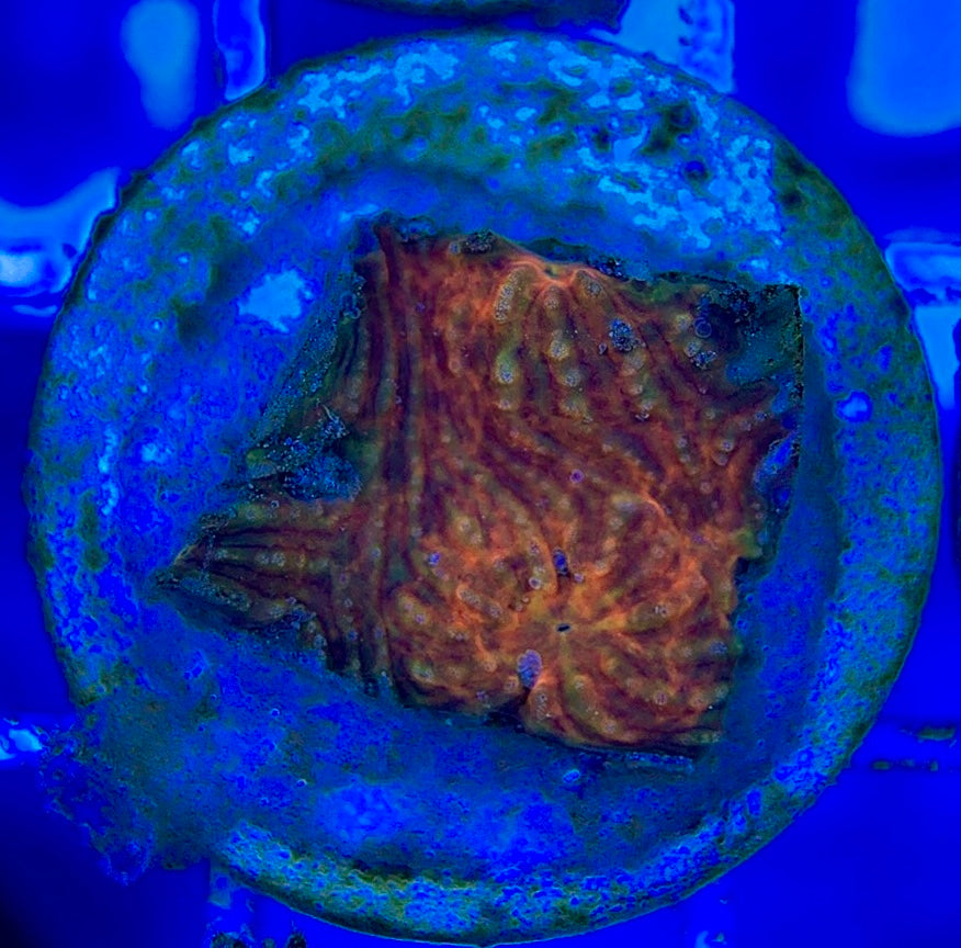 Aussie Ultra Echinata AUE052902 WYSIWYG
