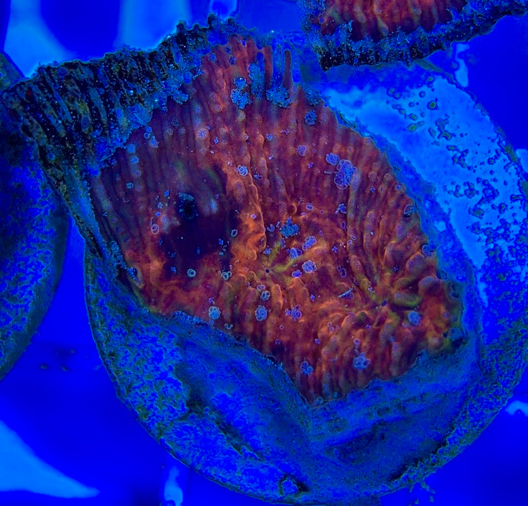Aussie Ultra Echinata AUE052904 WYSIWYG