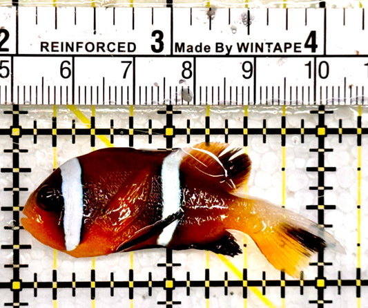 Oman Special Grade Clownfish OSC042602 WYSIWYG Size: 2" approx