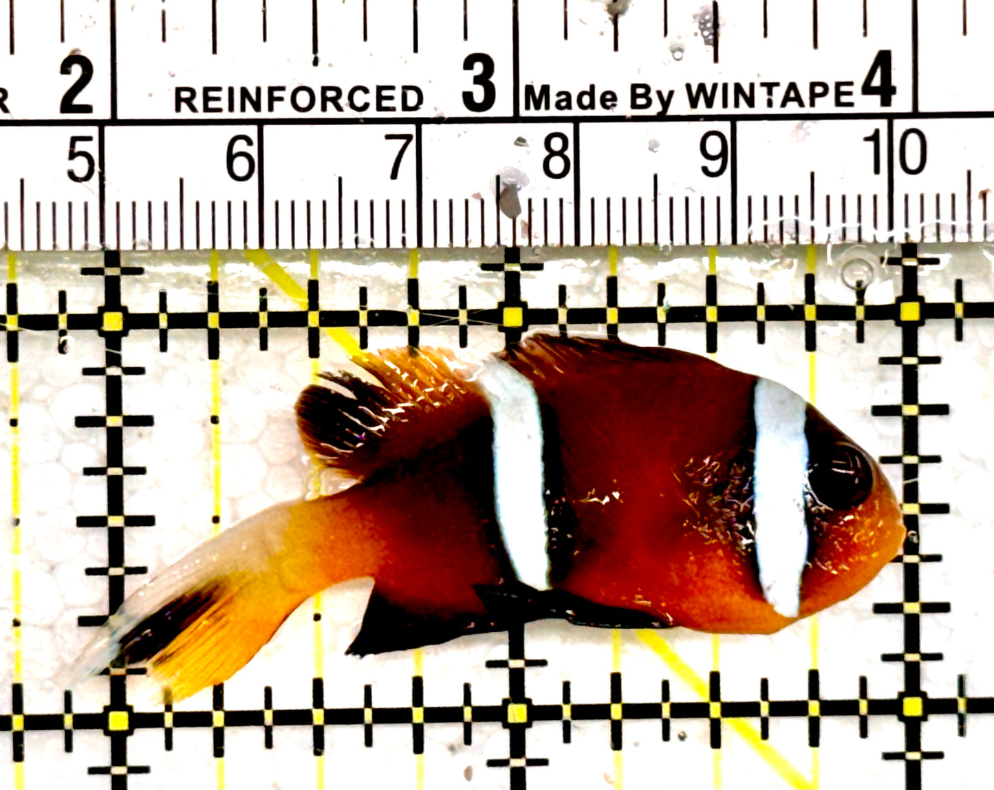 Oman Special Grade Clownfish OSC042602 WYSIWYG Size: 2" approx