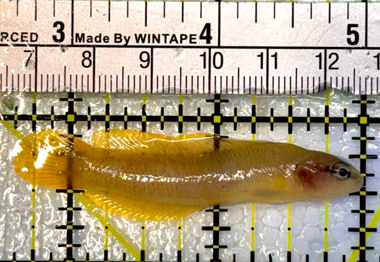 Oman White Nosed Dottyback OWD042601 WYSIWYG Size: 2.25" approx