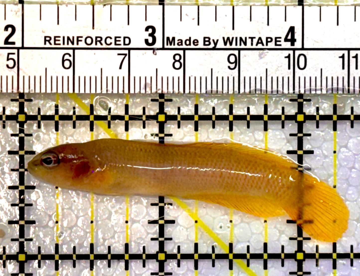 Oman White Nosed Dottyback OWD042601 WYSIWYG Size: 2.25" approx