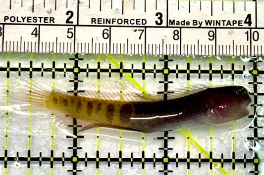 Oman Gulf Blenny OGB042601 WYSIWYG Size: 2.75” approx