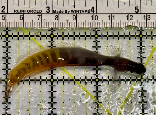 Oman Gulf Blenny OGB042602 WYSIWYG Size: 3.5” approx