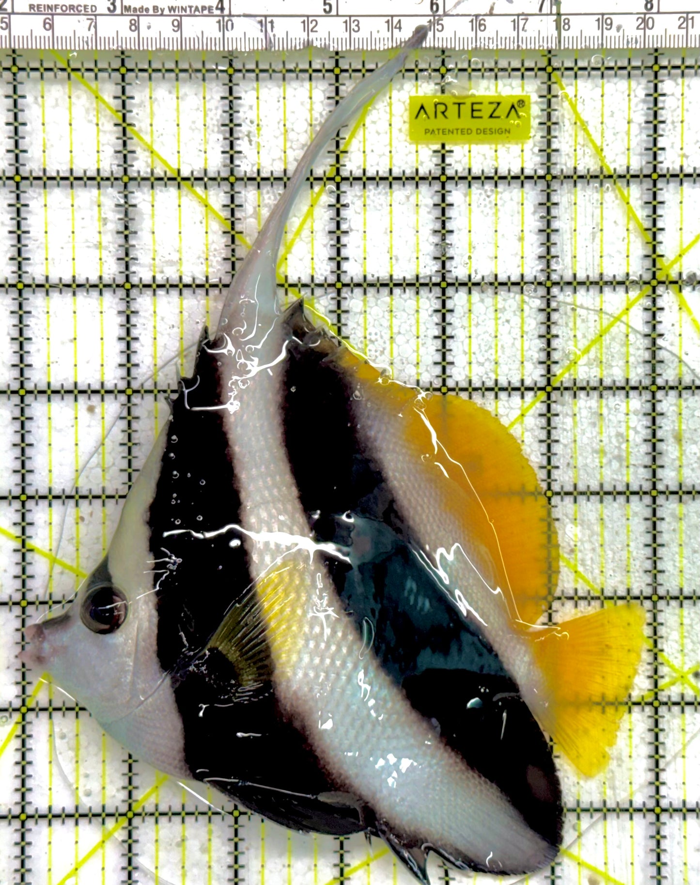 Heniochus Butterflyfish HB043001 WYSIWYG Size: XXL/SHOW 6" approx