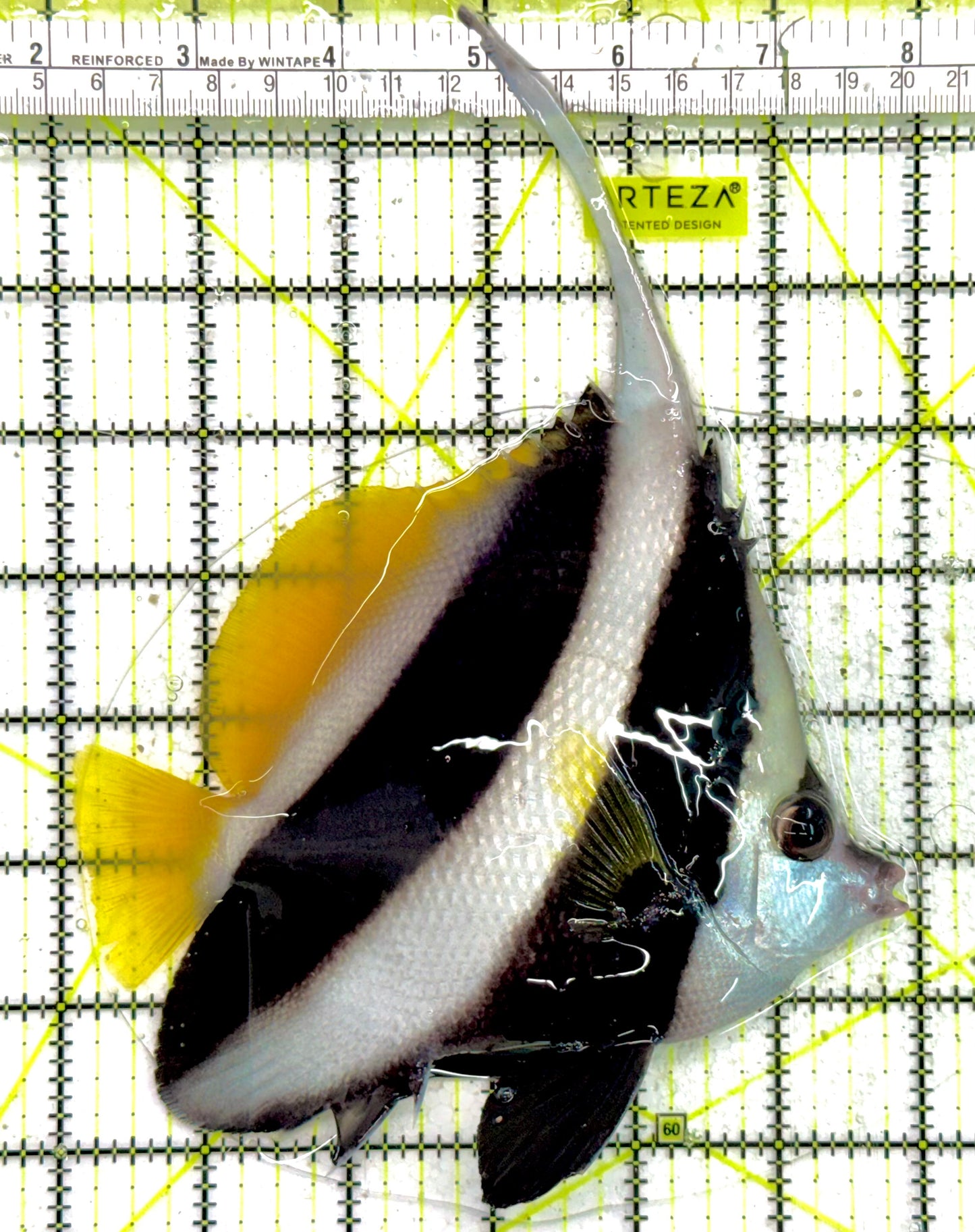 Heniochus Butterflyfish HB043001 WYSIWYG Size: XXL/SHOW 6" approx