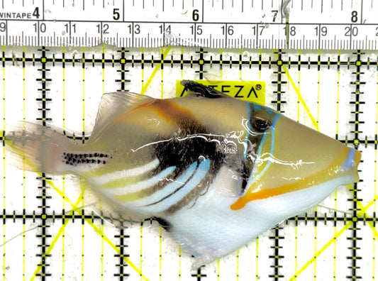 Humu Picasso Triggerfish HPT043001 WYSIWYG Size: L 4.5"approx