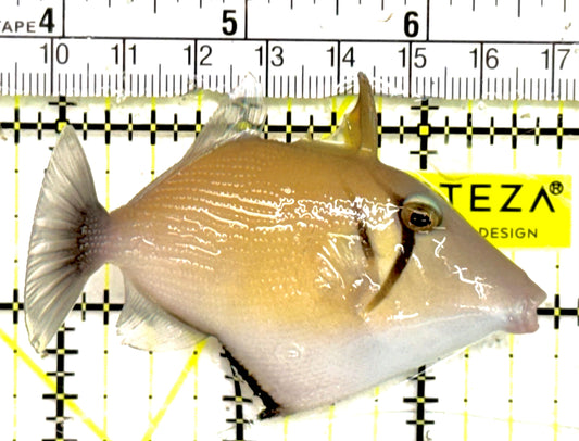 Lei Boomerang Triggerfish LBT043001 WYSIWYG Size: M 3.25" approx