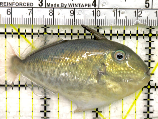 Goldenback Triggerfish GT050101 WYSIWYG Size: L 3" approx