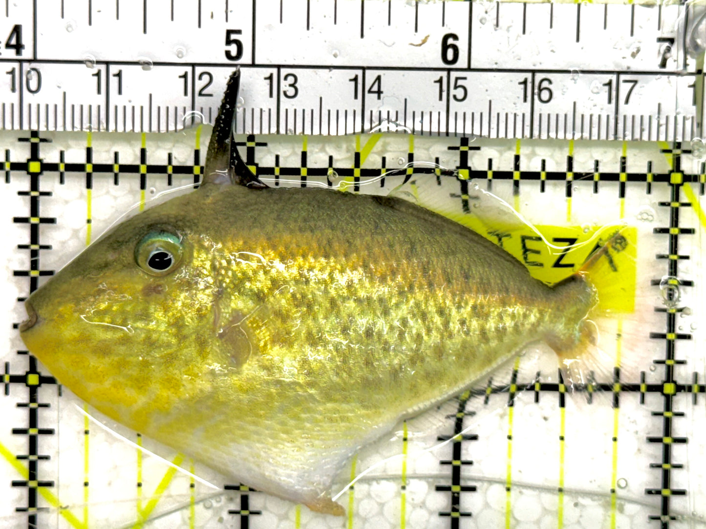 Goldenback Triggerfish GT050102 WYSIWYG Size: L 3" approx