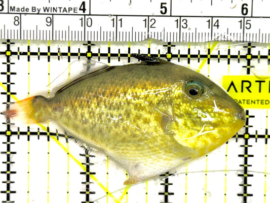 Goldenback Triggerfish GT050102 WYSIWYG Size: L 3" approx