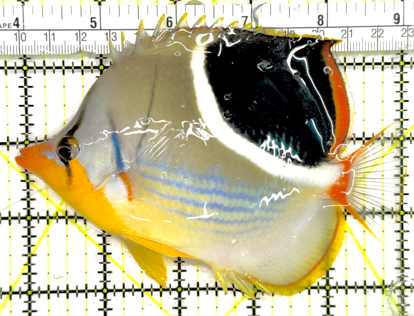 Saddleback Butterflyfish SB043002 WYSIWYG Size: XL 5.25" approx