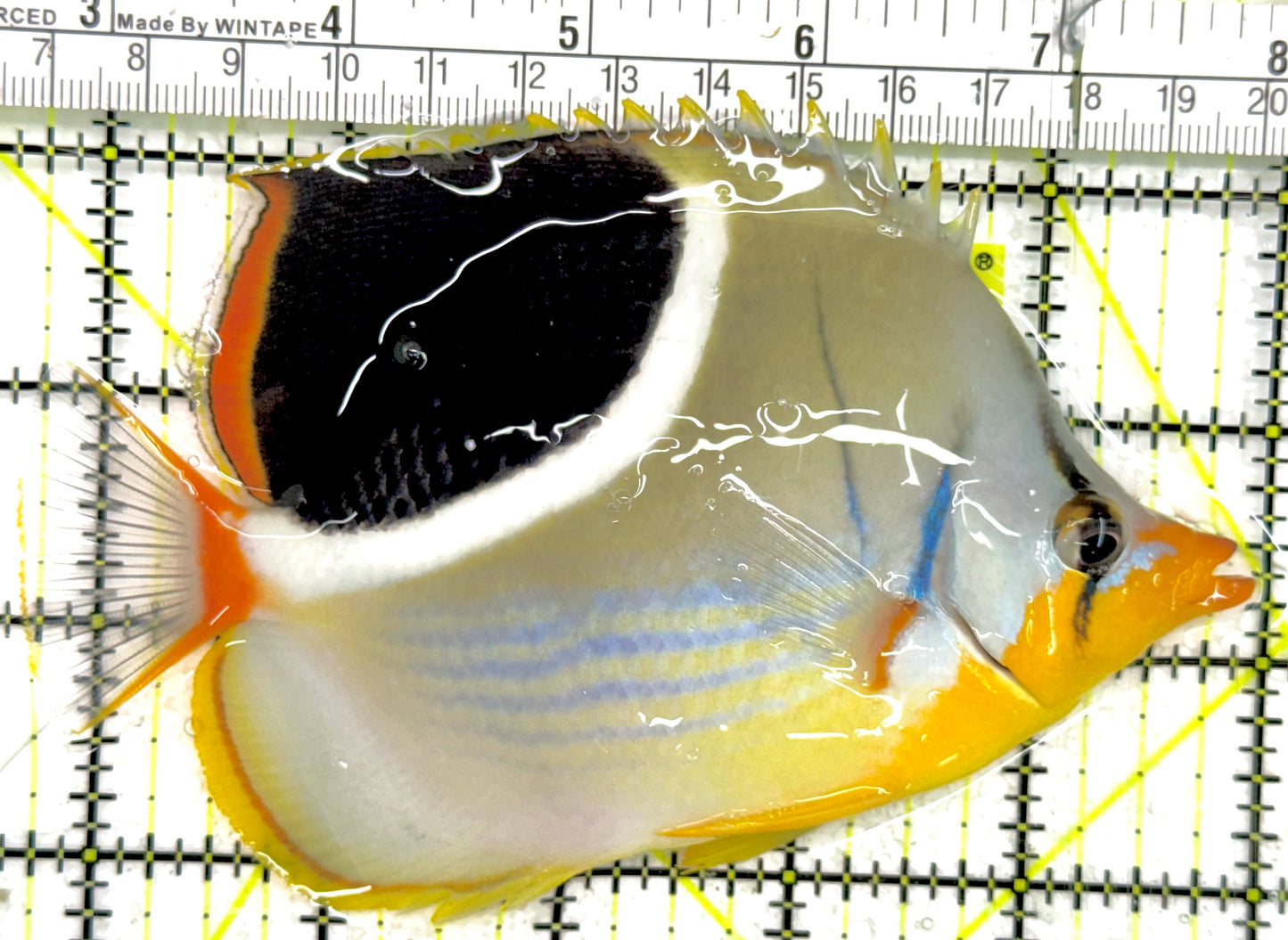 Saddleback Butterflyfish SB043002 WYSIWYG Size: XL 5.25" approx